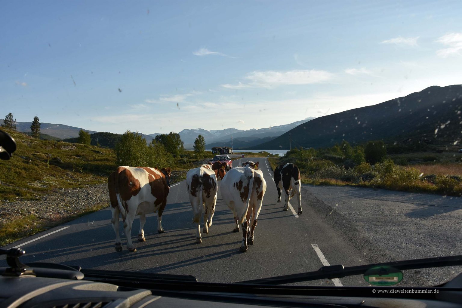 Kühe versperren den Weg