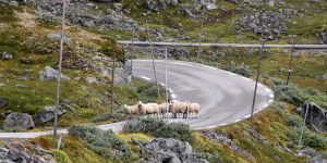 Schafe auf der Straße