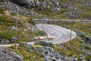 Schafe auf der Straße