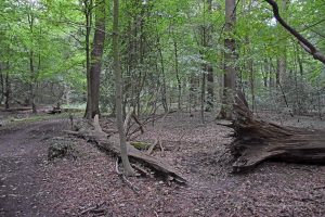 Neuenburger Urwald