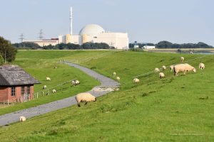 Schafe am Atomkraftwerk Brokdorf