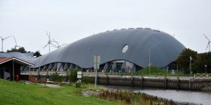 Wal in Friedrichskoog