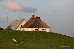 Warft der Hamburger Hallig