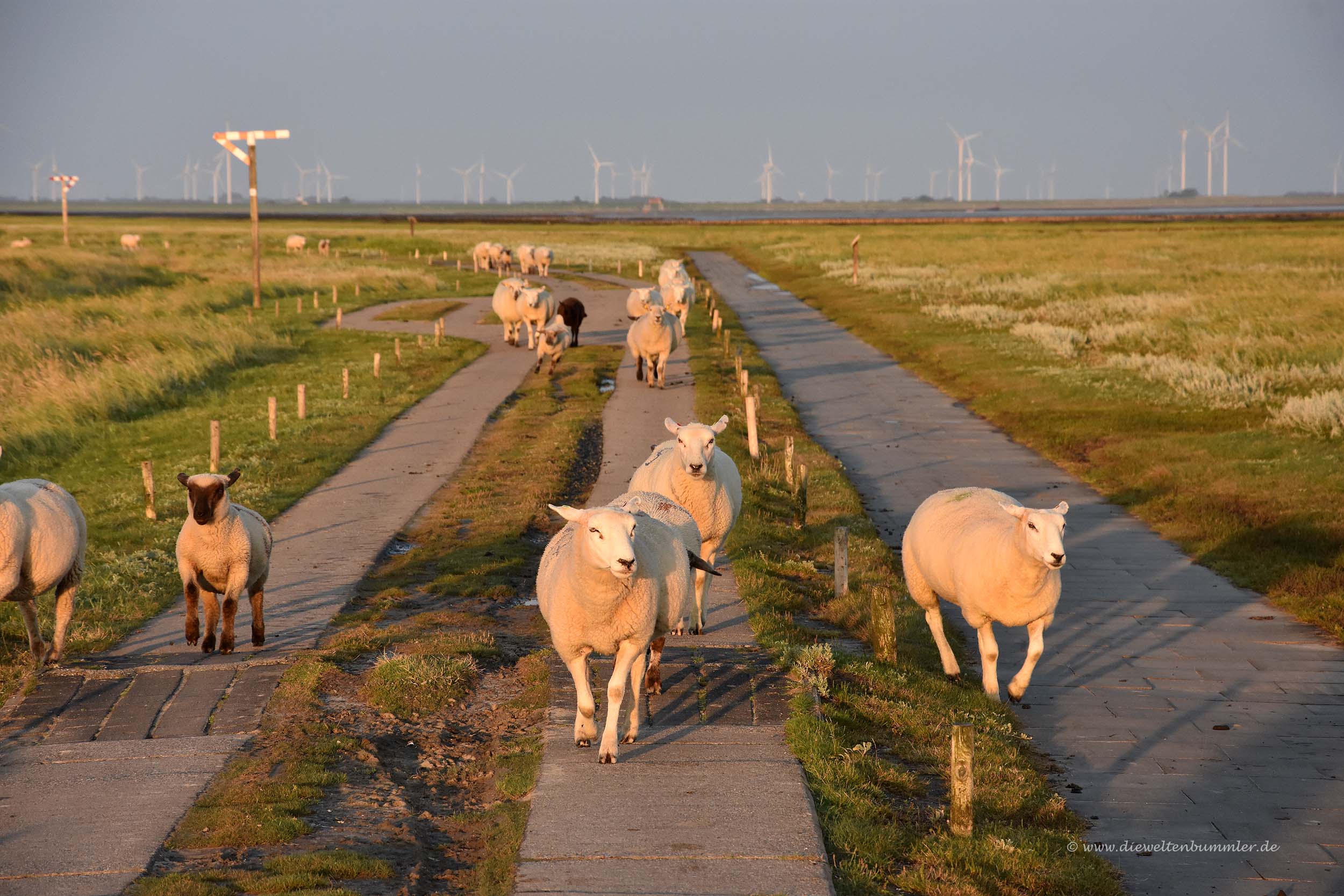 Schafe auf dem Weg zur Warft