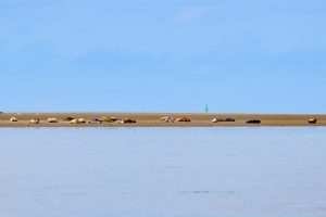 Seehunde vor Sylt