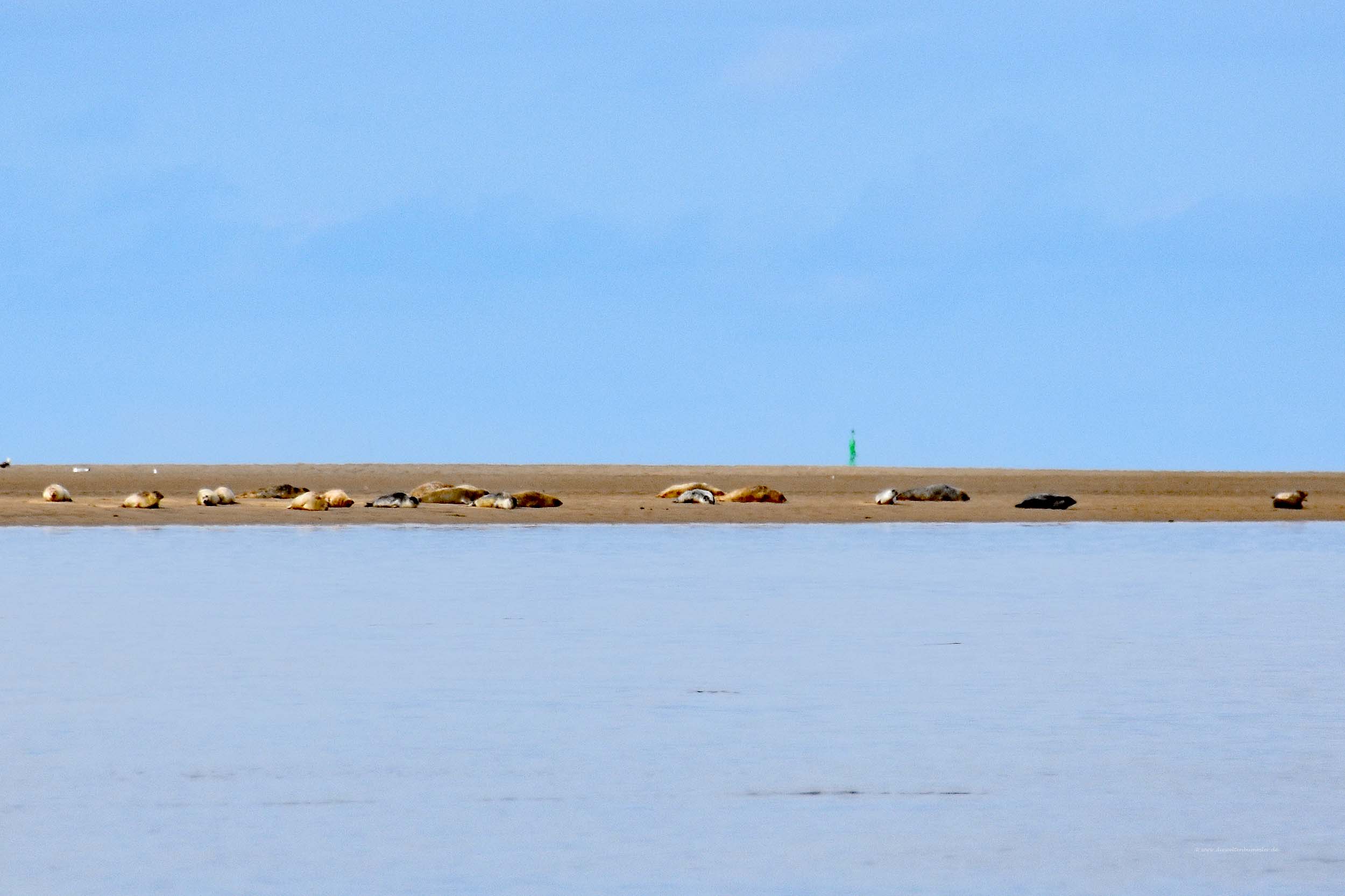 Seehunde vor Sylt