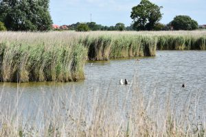 Enten tauchen