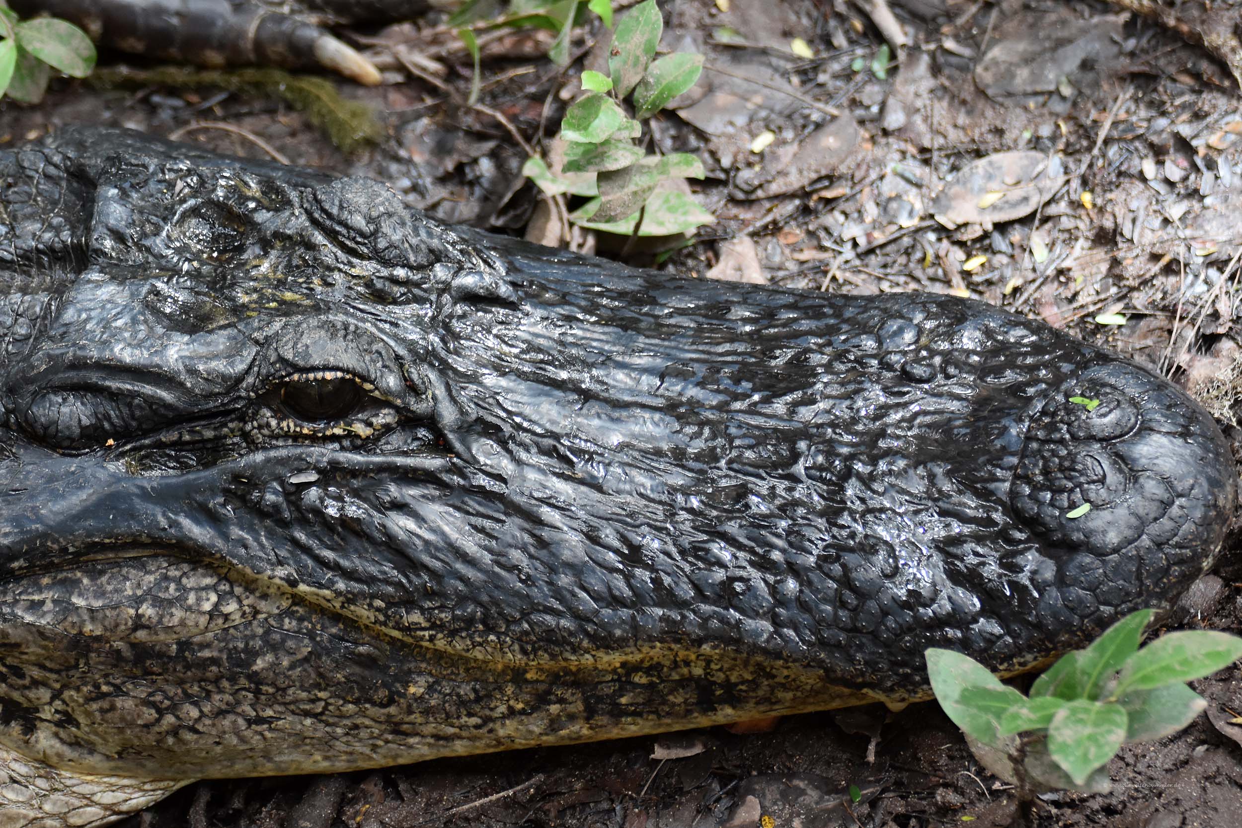 Alligator aus der Nähe