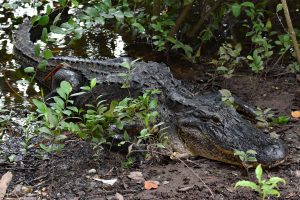Alligator in den Everglades