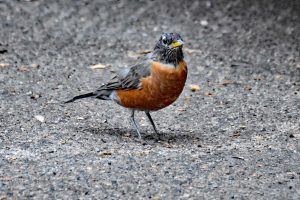 American Robin alias Wanderdrossel