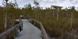 Aussichtspunkt in den Wald hinein