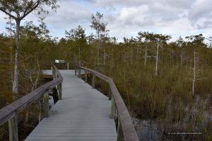 Aussichtspunkt in den Wald hinein