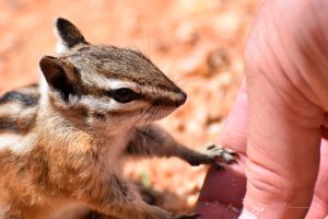 Chipmunk hält sich an mir fest