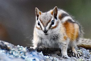 Chipmunk in den USA