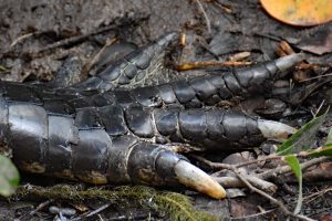 Der Begriff Pfote ist beim Alligator wohl unpassend