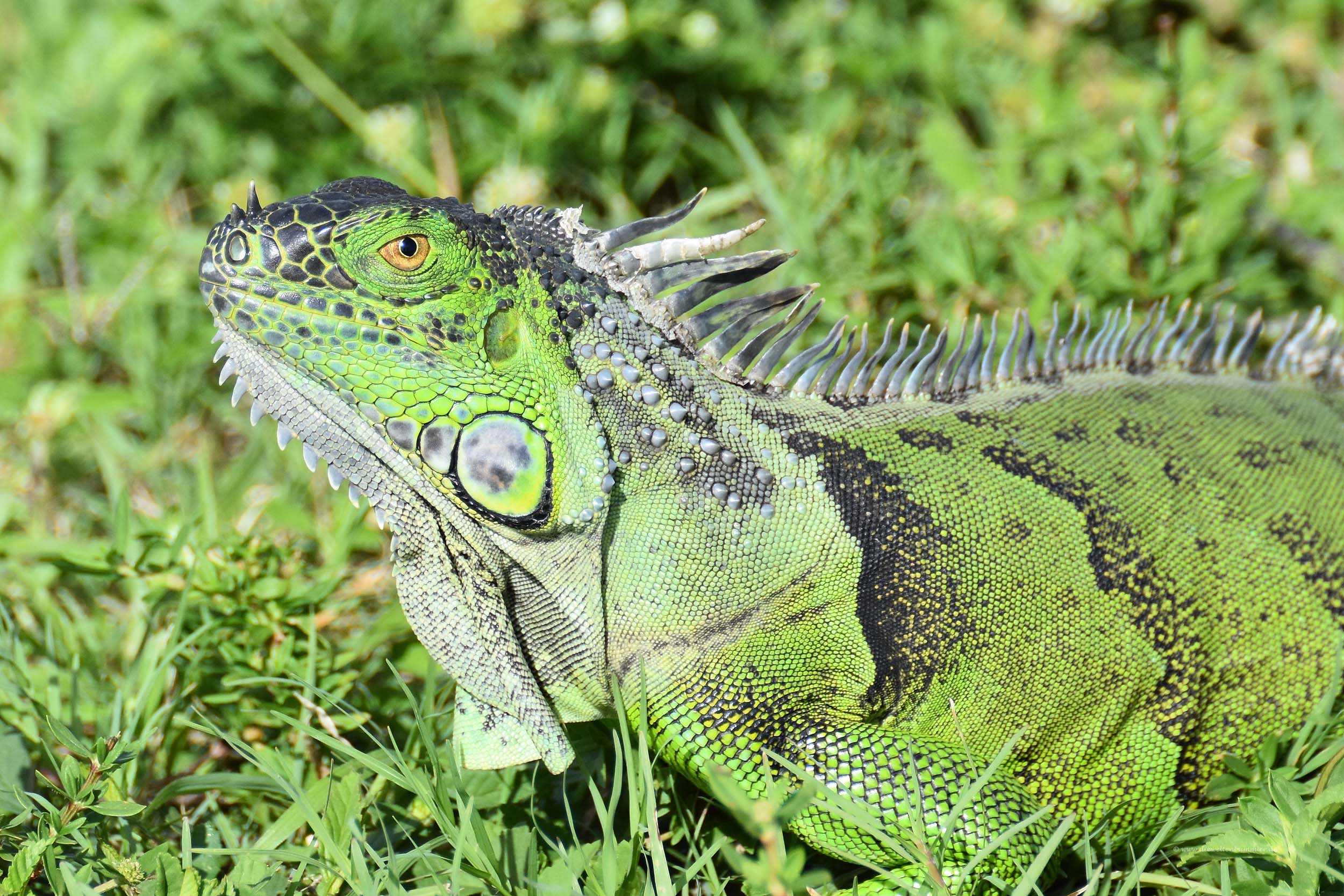 Der Leguan schaut neugierig