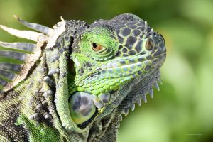 Dieser Leguan hat uns genau im Blick