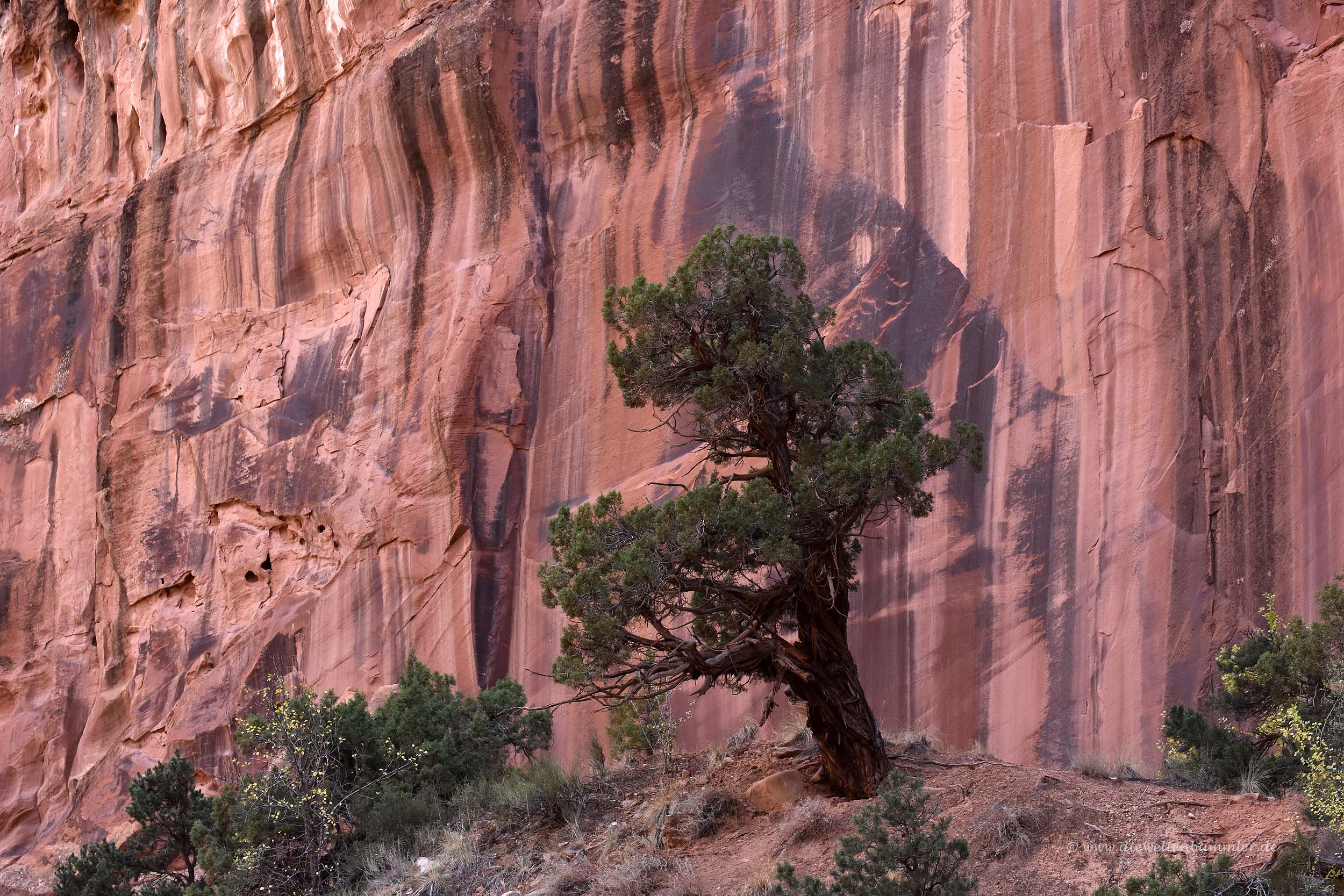 Einsamer Baum vor mächtiger Felswand