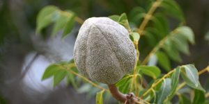 Frucht am Amerikanischen Mahagoni