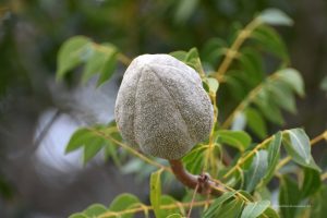 Frucht am Amerikanischen Mahagoni