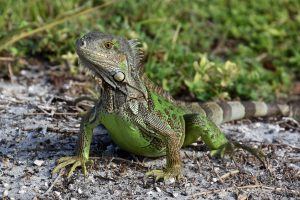 Grüner Leguan auf den Florida Keys