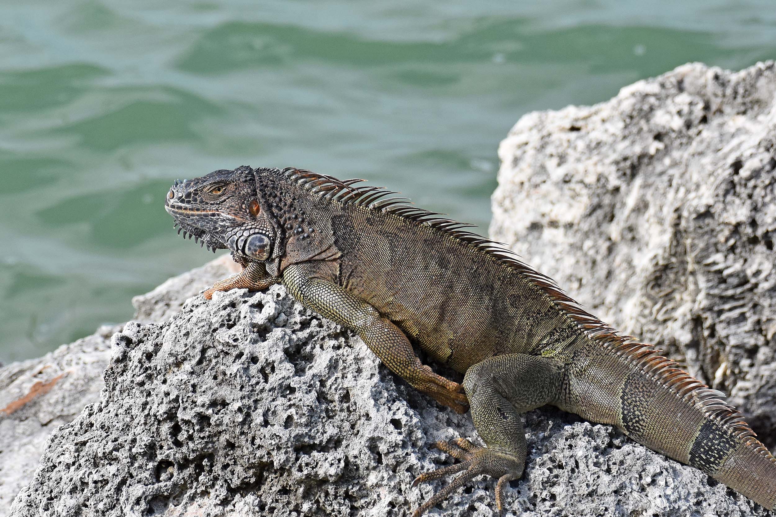 Grüner Leguan