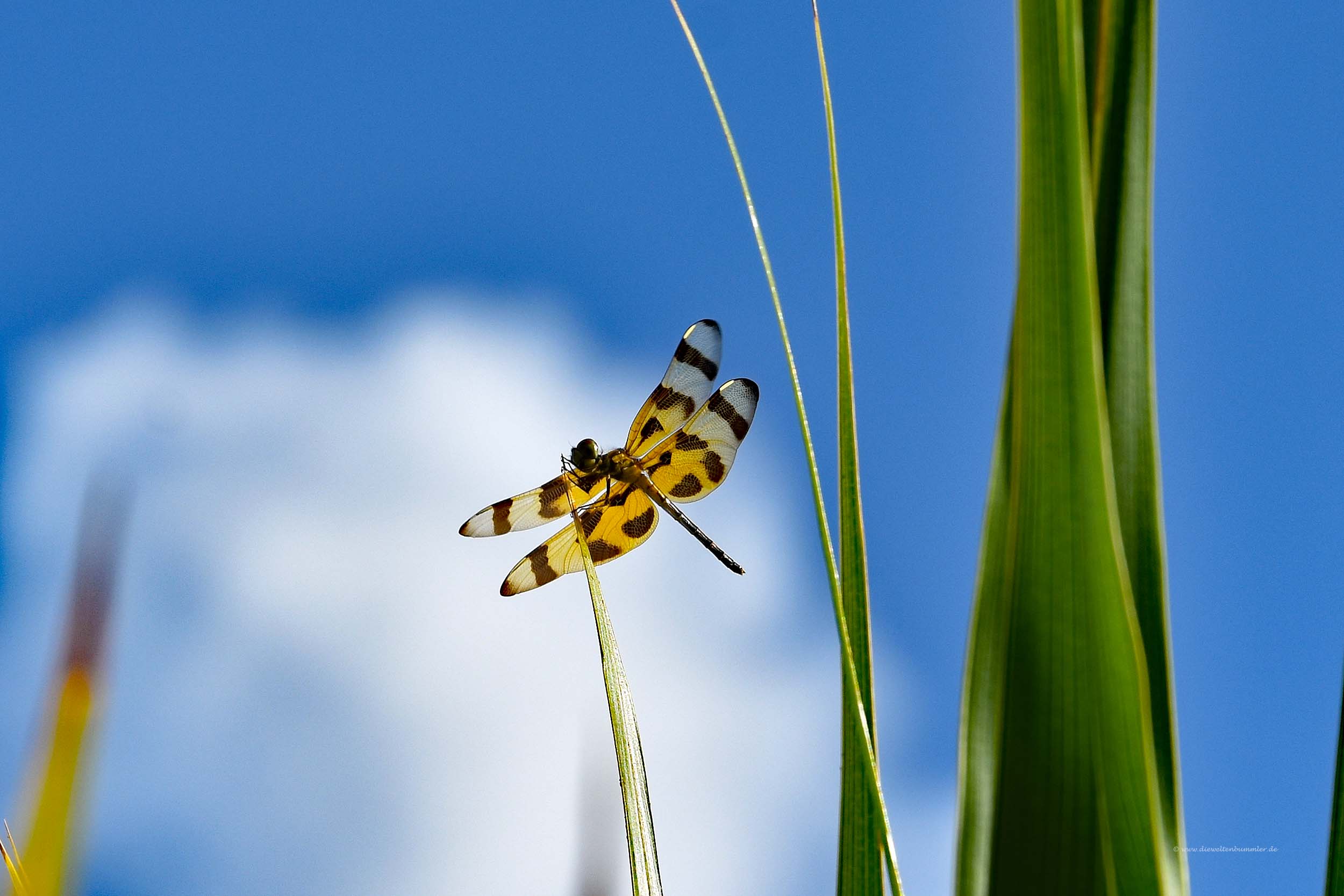 Halloween Pennant Libelle