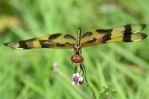 Halloween Pennant-Libelle