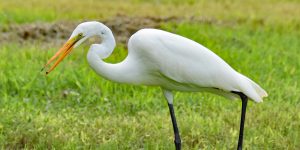 Besuch im Everglades-Nationalpark