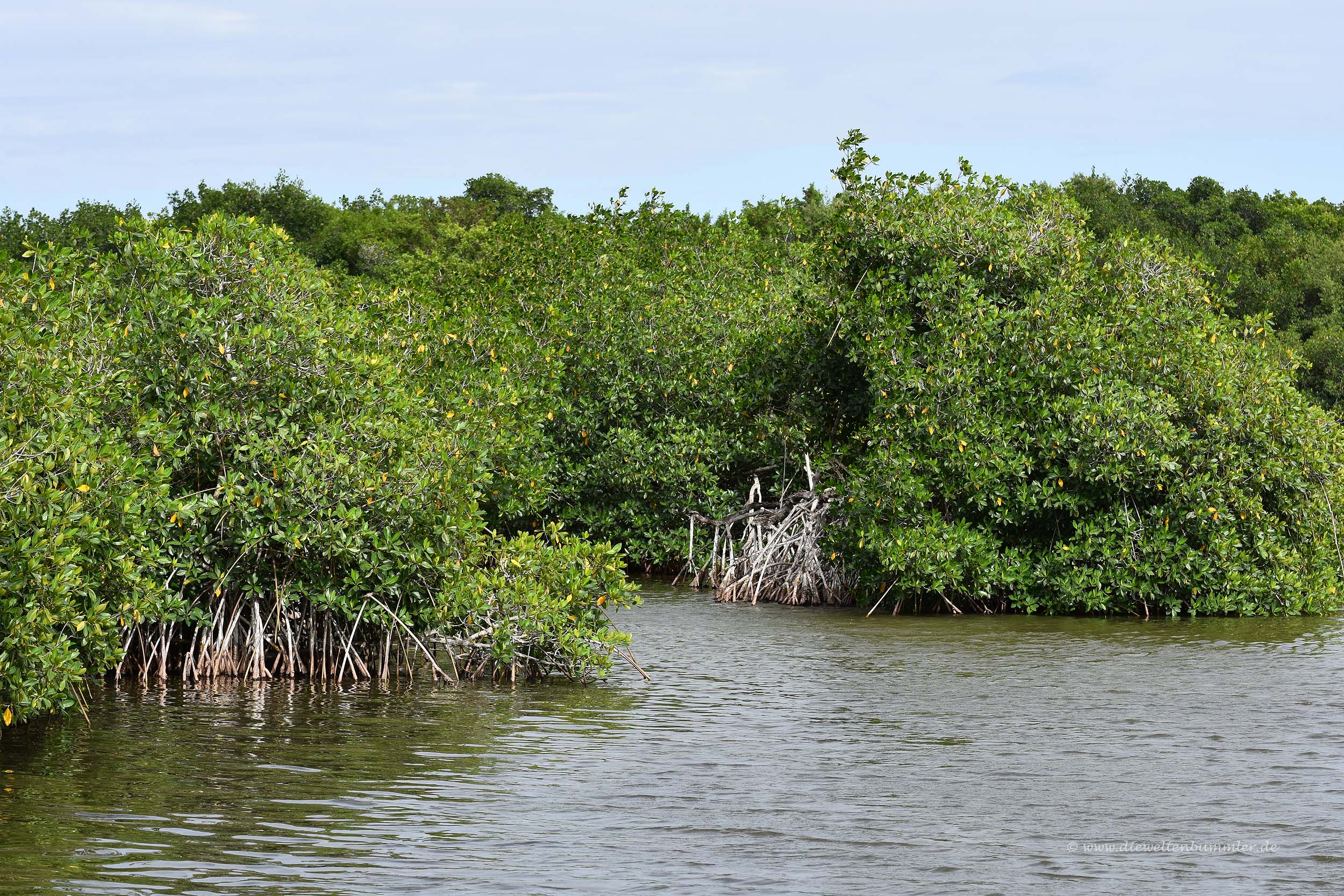 Mangrovenwälder