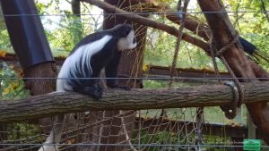 Mantelaffe im Tiergarten