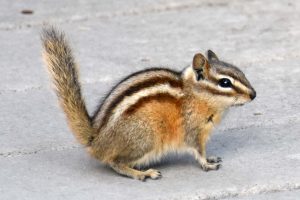 Mein erster Chipmunk