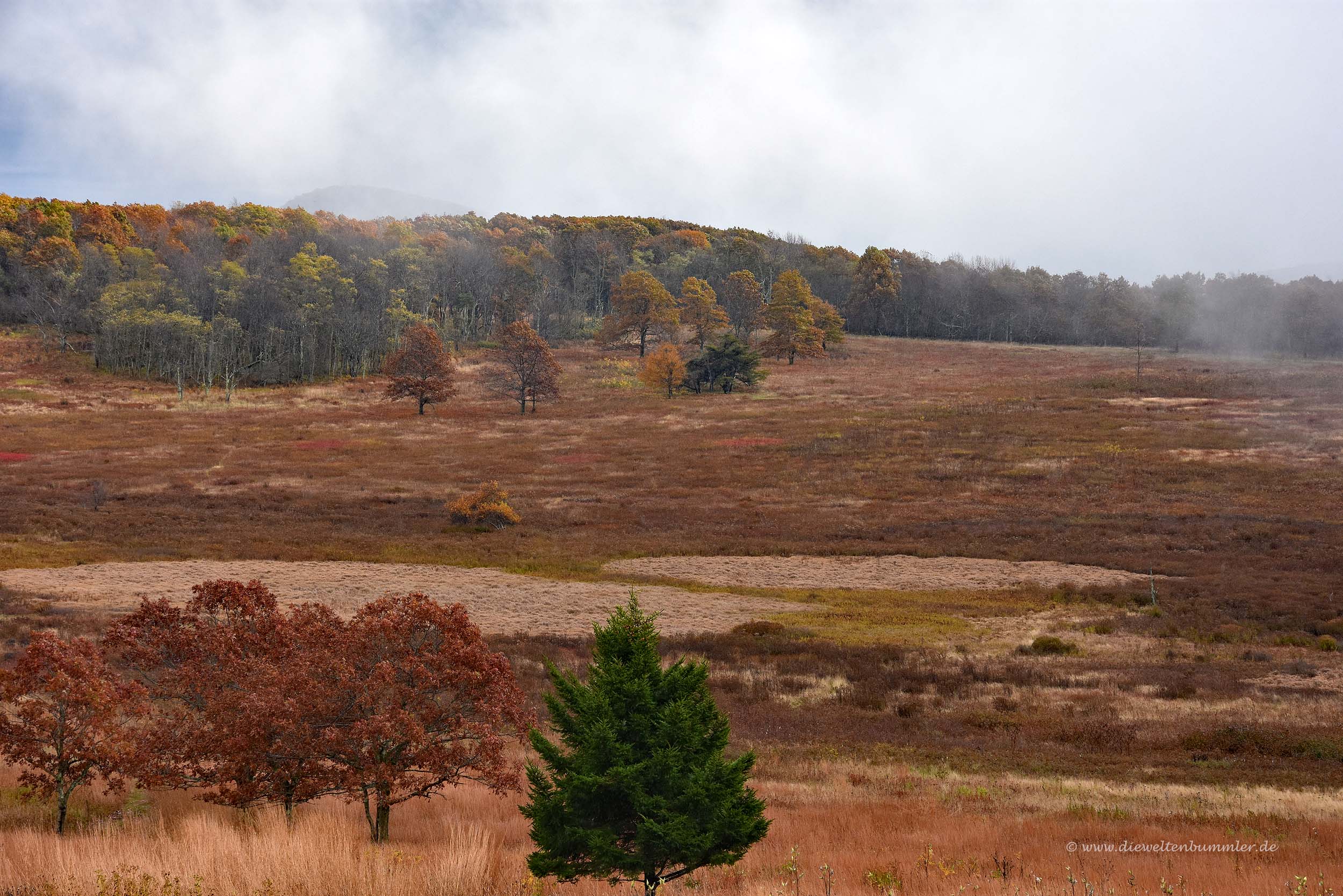 Moorlandschaft wie im Venn