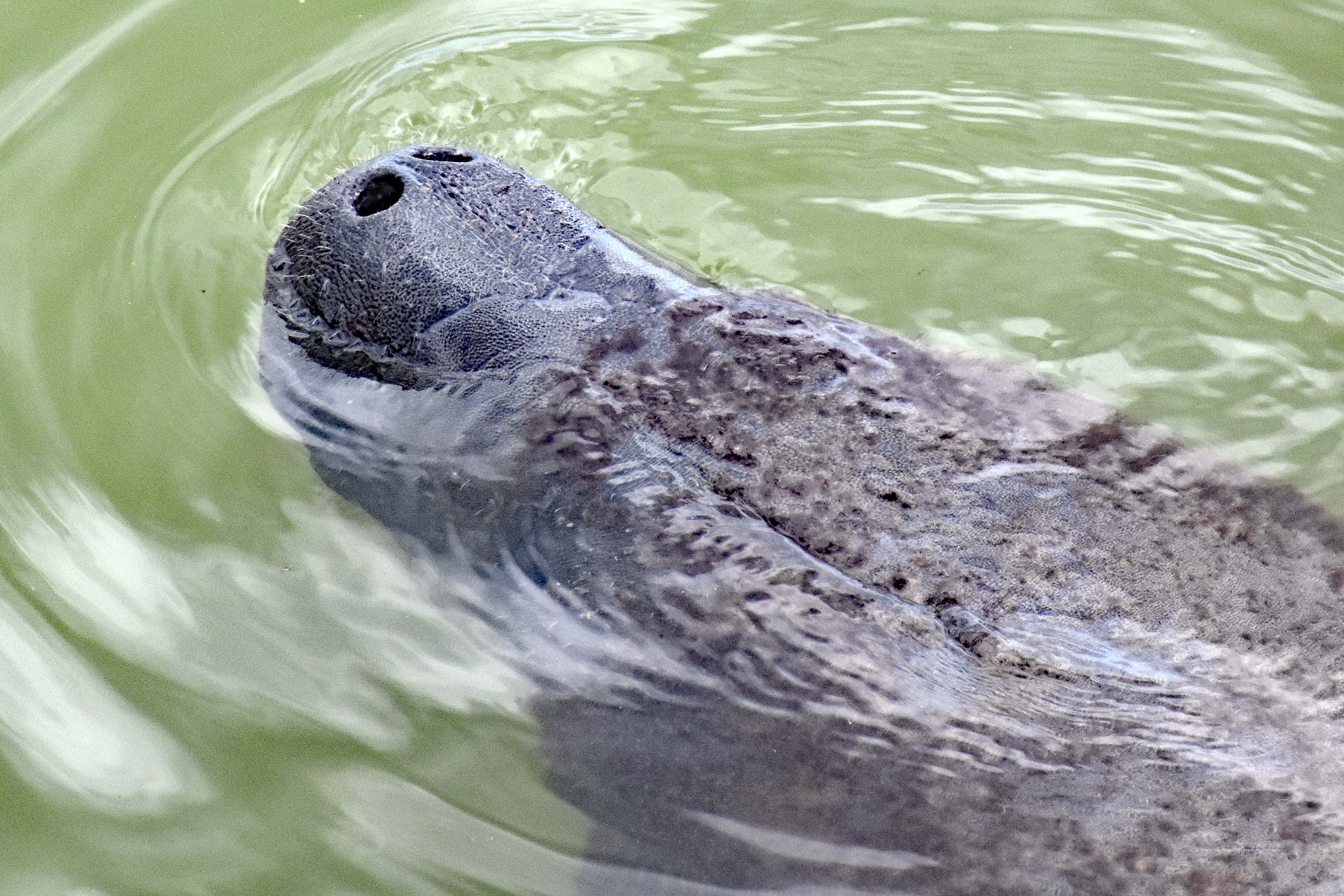 Seekuh mit ihren Nasenlöchern