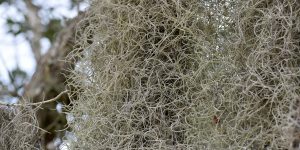 Spanisch Moos an den Bäumen