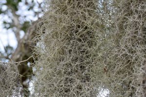 Spanisch Moos an den Bäumen