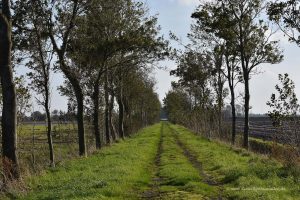 Spazierweg nach Harlesiel