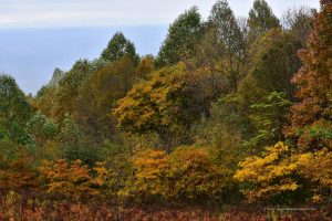 Wald im Shenandoah-Nationalpark