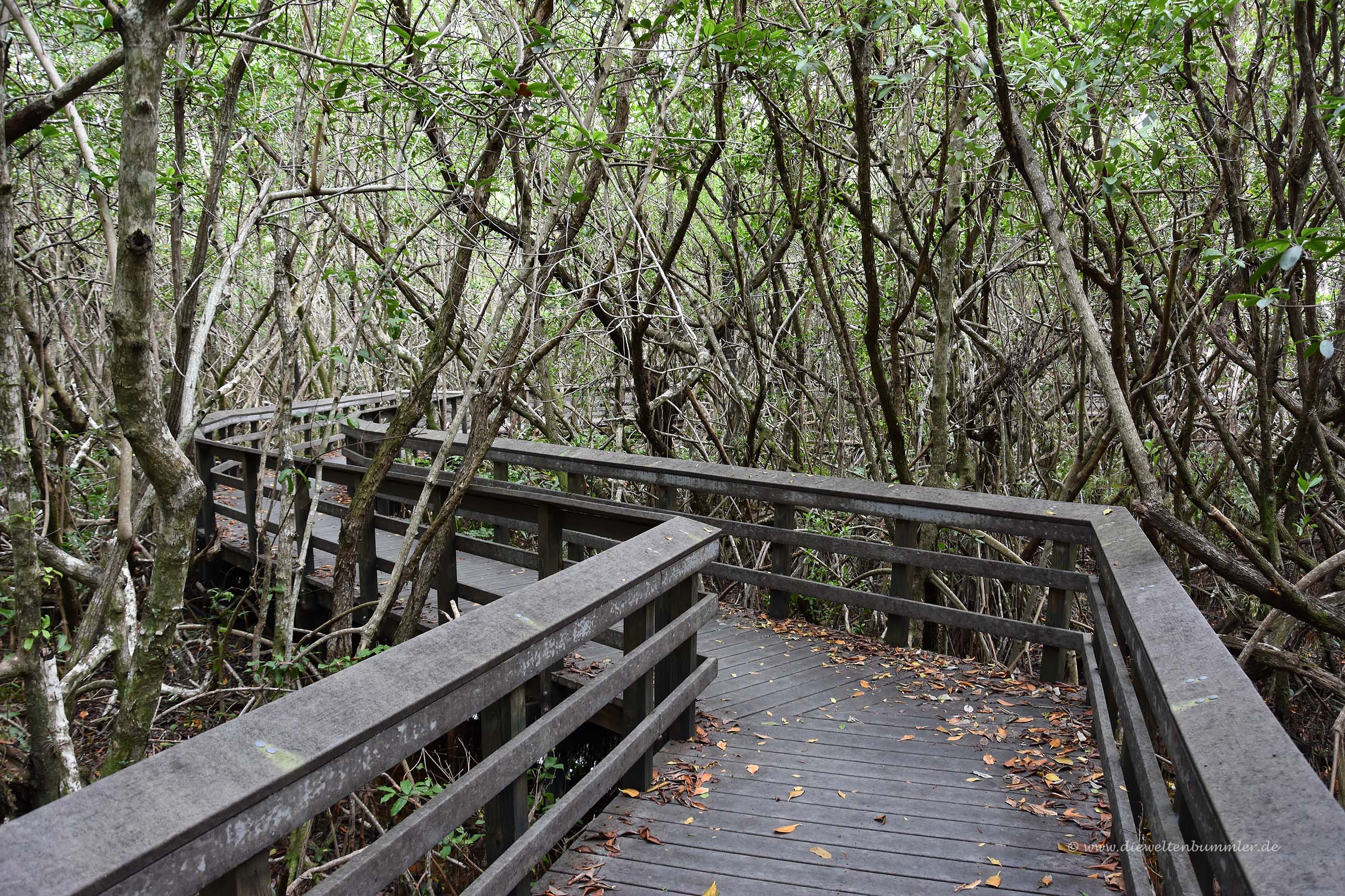 Wanderweg durch die Mangroven