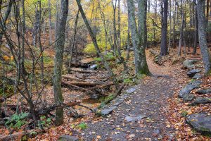 Wanderweg im Shenandoah-Nationalpark