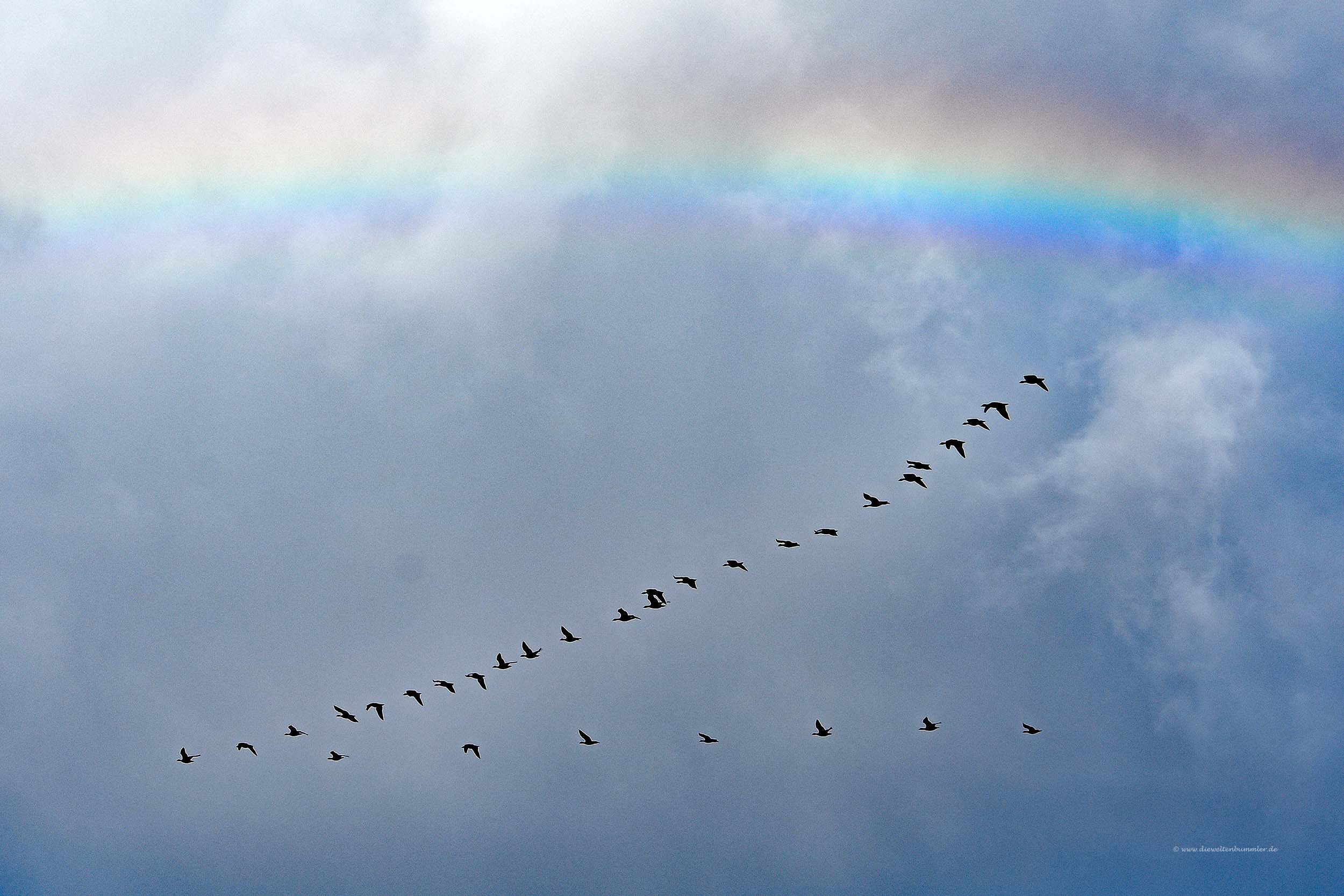 Zugvögel unterm Regenbogen