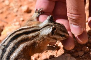 Zutrauliches Streifenhörnchen im Nationalpark