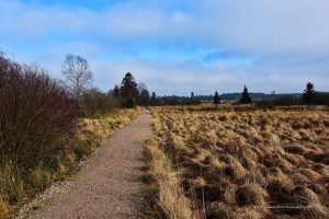 Geschotterter Wanderweg im Hohen Venn