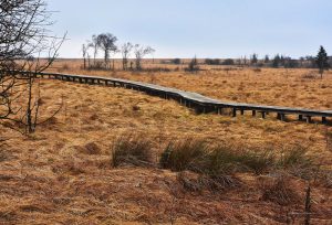 Wanderweg im Hohen Venn