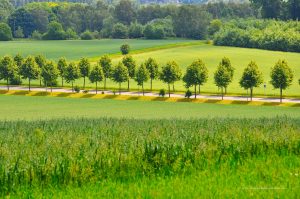 Allee am Mechtenberg