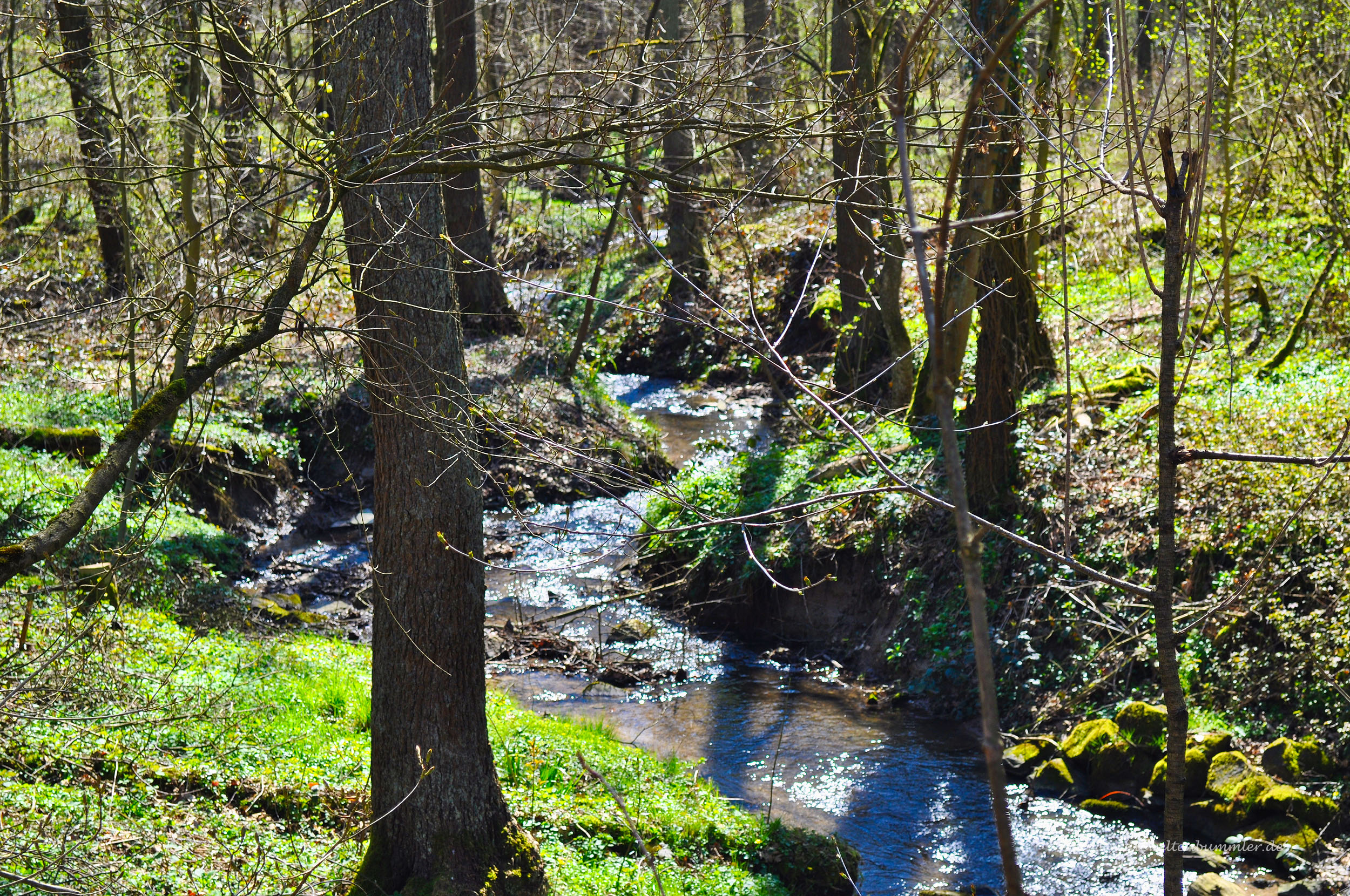 Bach im Heissiwald