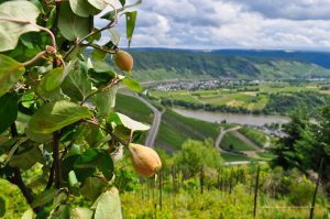 Der noch junge Weinbergpfirsich