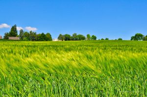 Felder am Flughafen in Essen