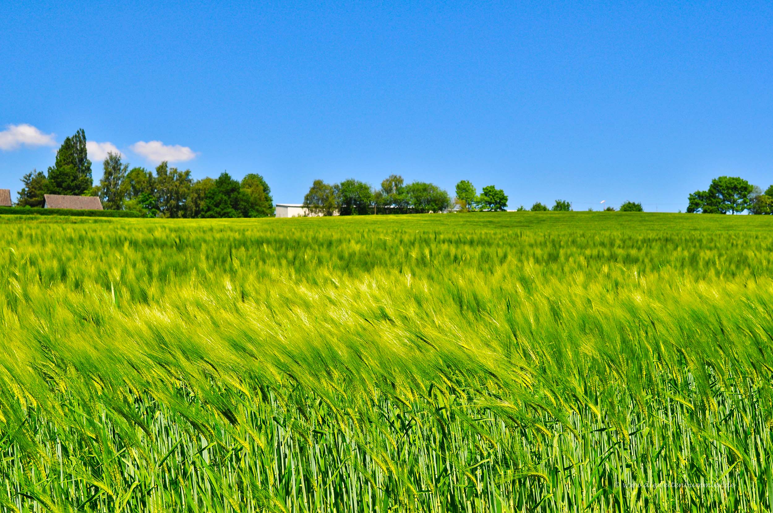Felder am Flughafen in Essen
