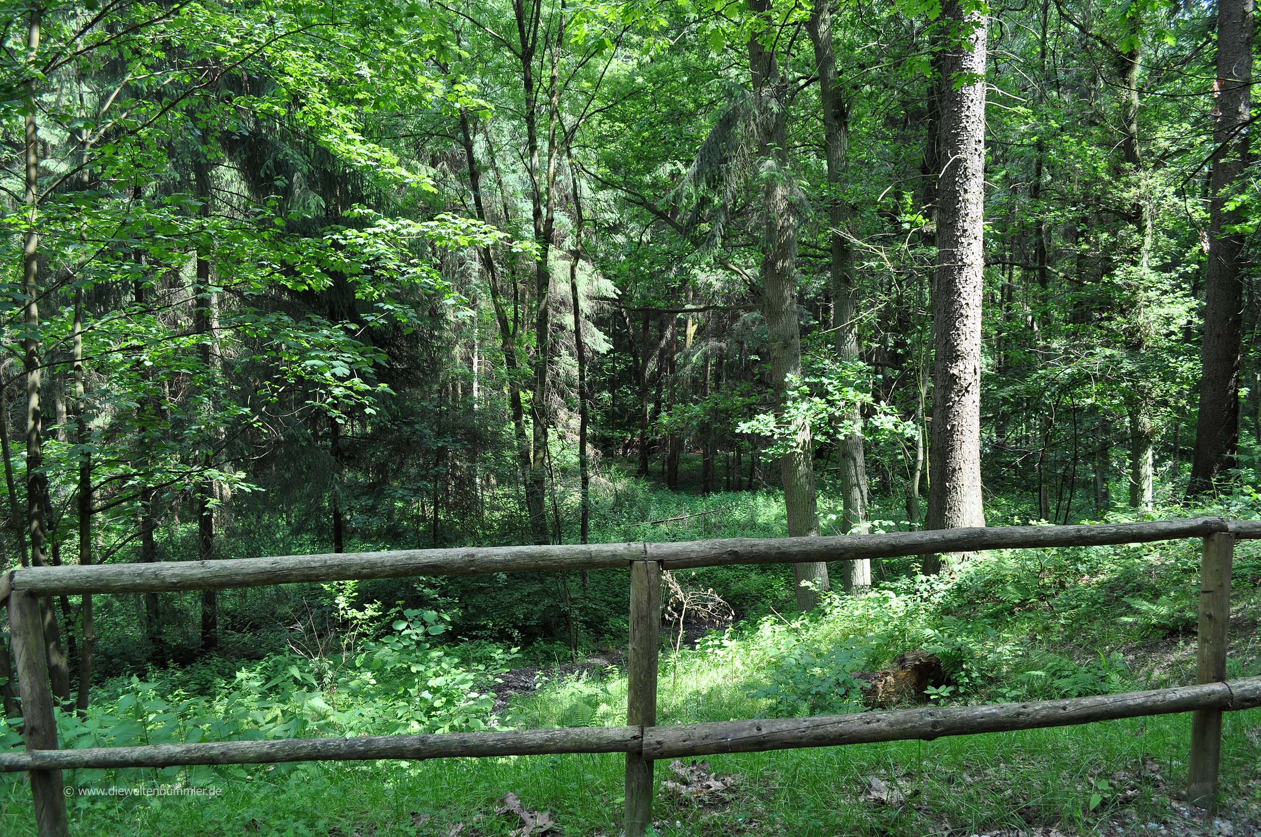 Grünes Hespertal im Essener Süden